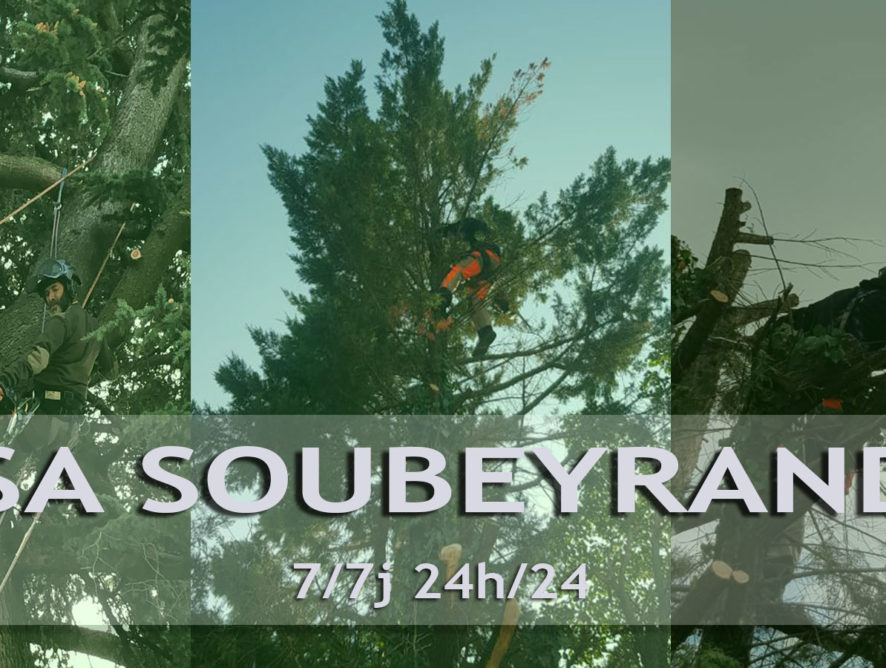 Élagueur avec nacelle Orange 84100