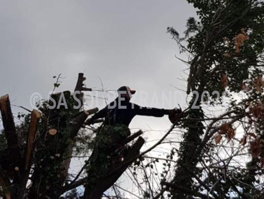 Élagueur avec nacelle Carry-le-Rouet 13620